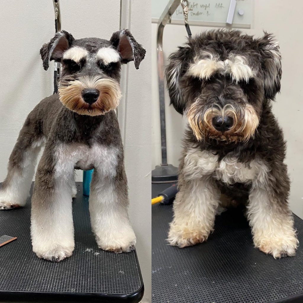 mini schnauzer teddy bear cut